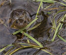 Two frogs