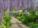 Wonderful wisteria