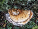 Fungal growth