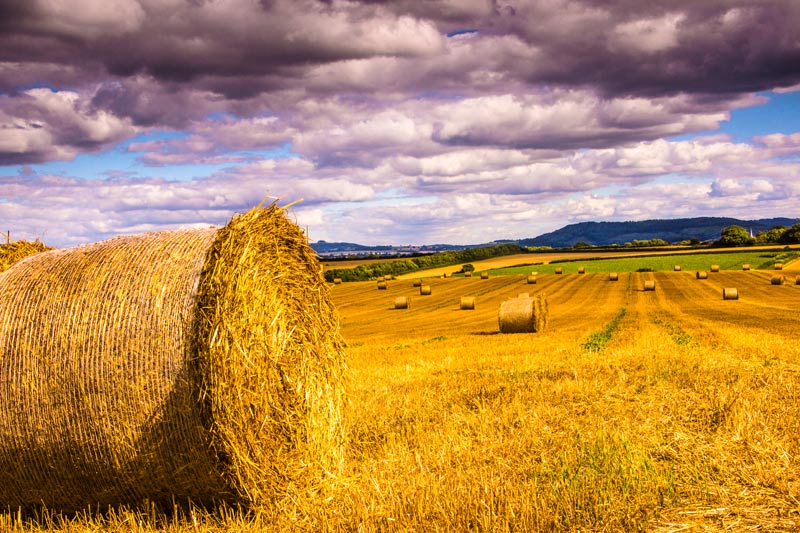 Barrel of Hay