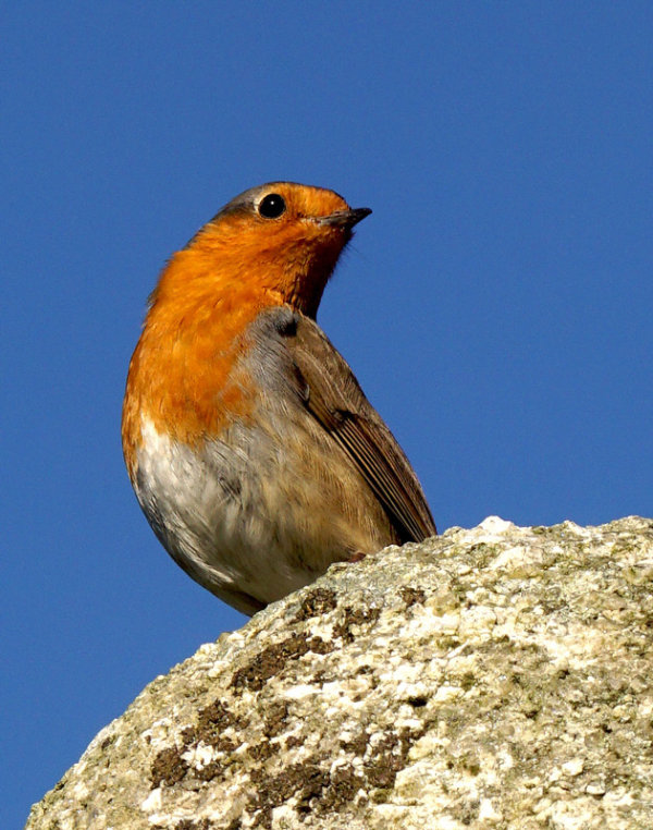 Robin on a stone