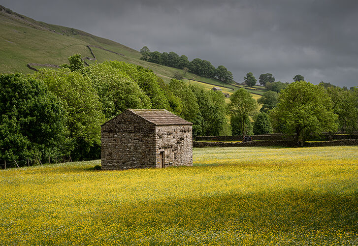 Where Buttercups Bloom