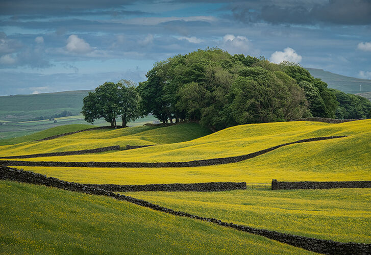 Fields of Gold