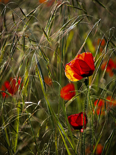 Whispers in the Meadow