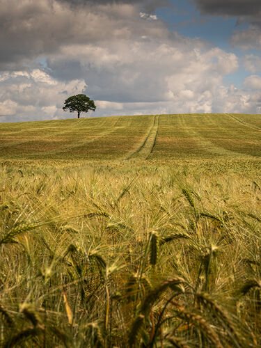 Solitary Watcher