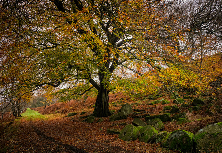 The Colours of Autumn