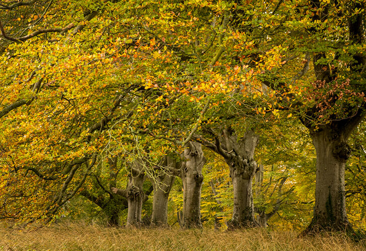 Avenue of Birch Trees