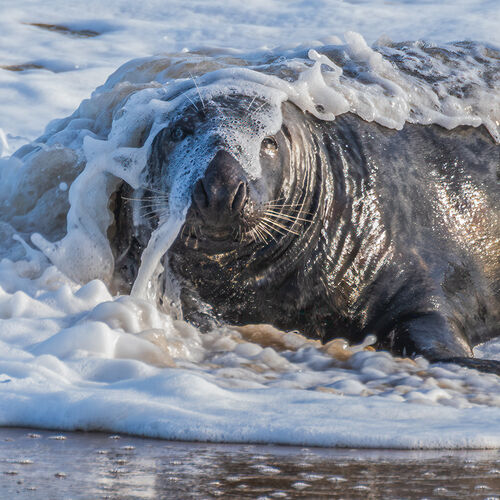 Seal in the Surf