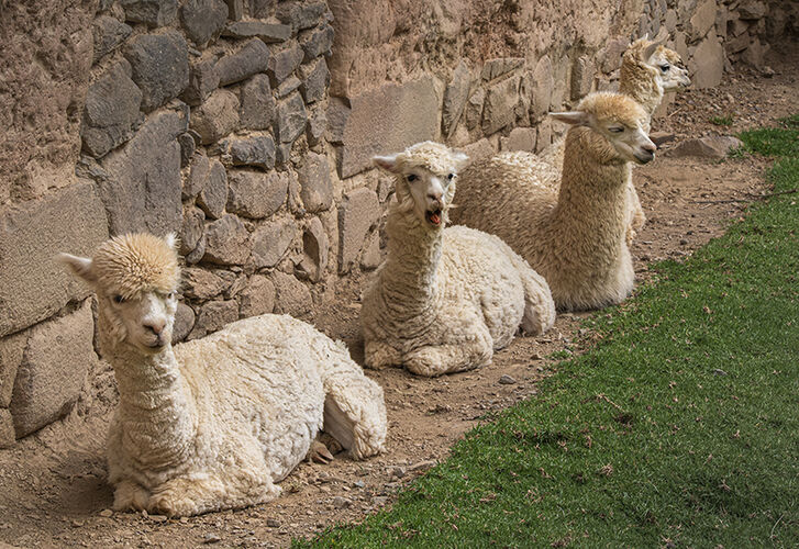 Alpaca Line Up