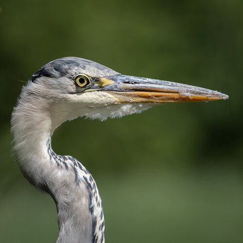 Watchful Heron