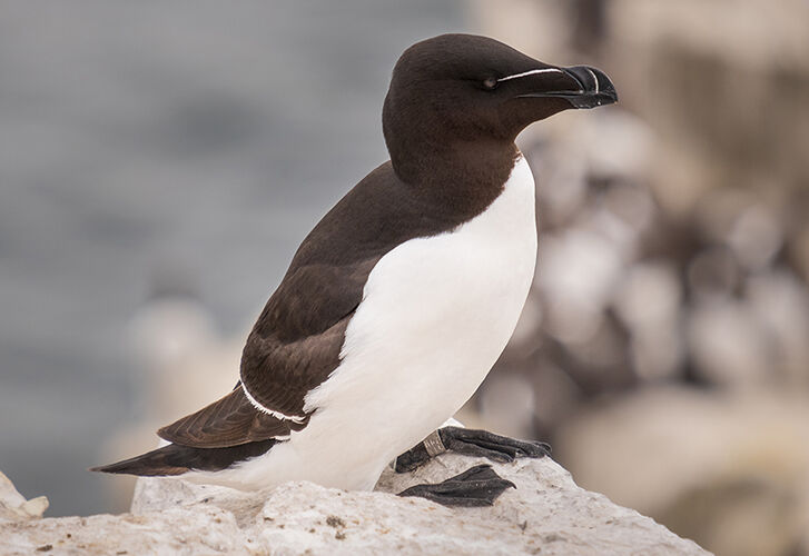 Razorbill on the Rocks