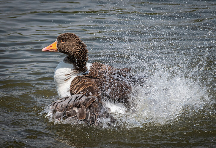 Wild Water Dancing