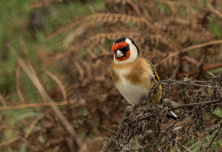 Goldfinch on Thistle