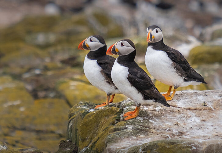 Puffin Committee