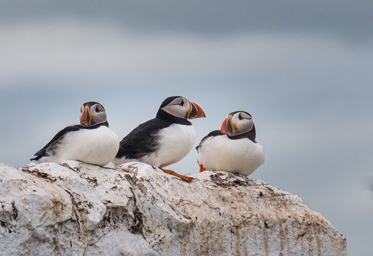 Cliffside Companions
