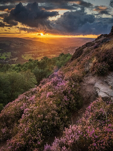 Heather Sunset