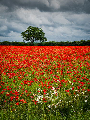 Field of Poppies