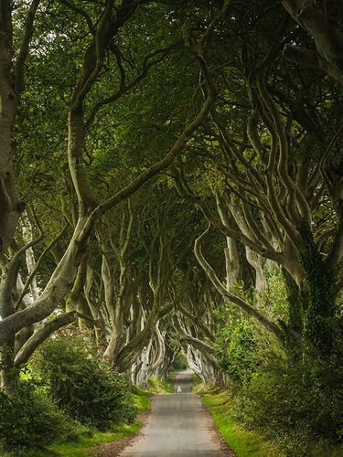 The Dark Hedges