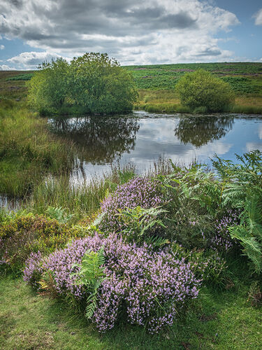 Quiet Moorland Pool