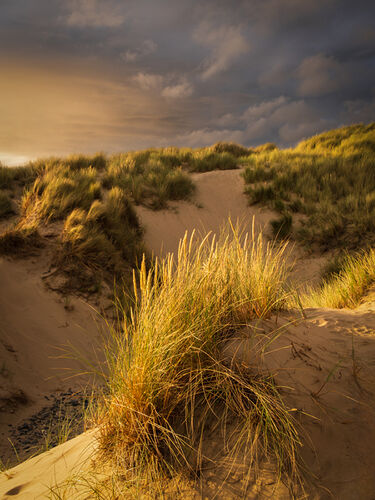 In The Dunes