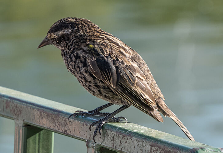 Quiet Perch