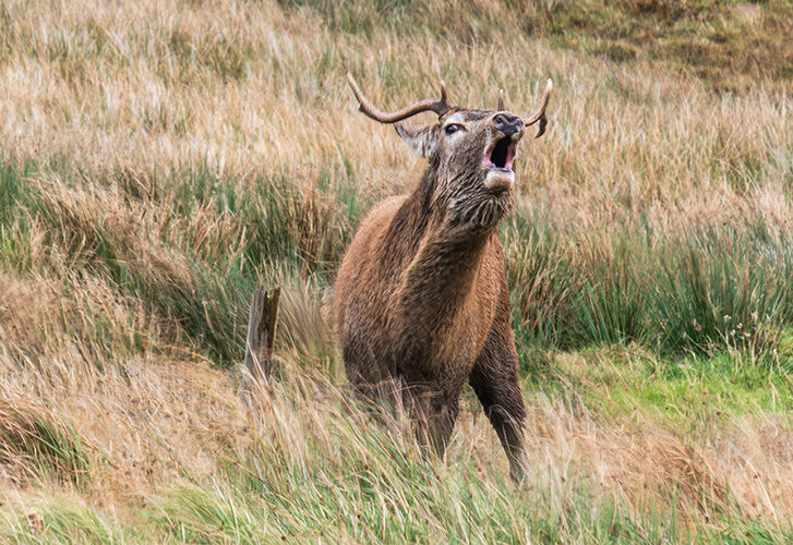 Voice of the Highlands