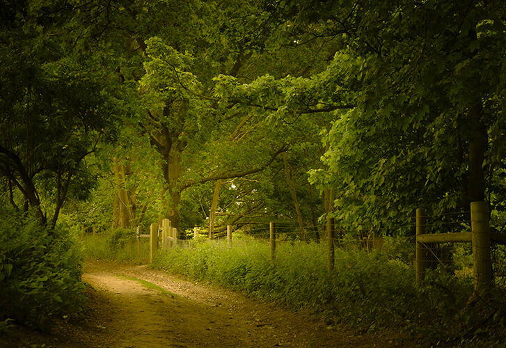Quiet Path