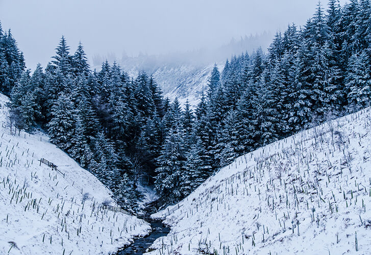 Whispers of Winter Pines