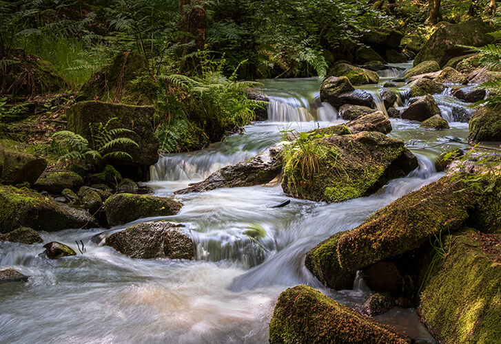 Where the Water Sings
