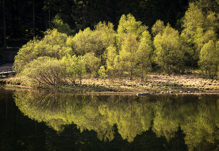 REFLECTIONS OF SPRING