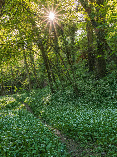 WILD GARLIC WAY