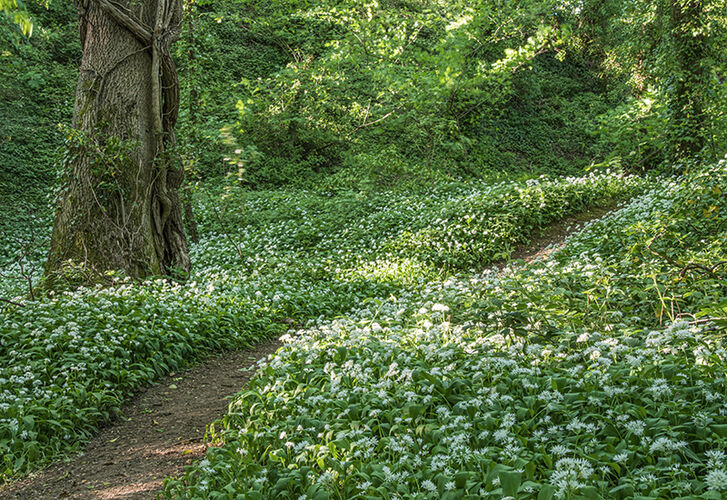 SPRING WOODLAND MAGIC