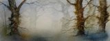 Trees in the Mist
