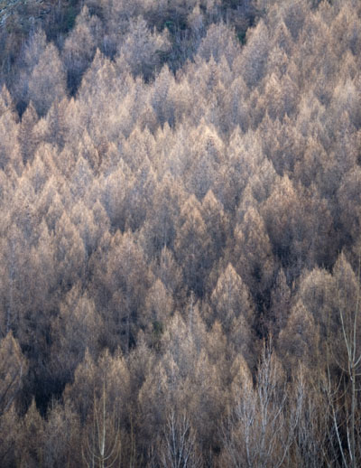 trees