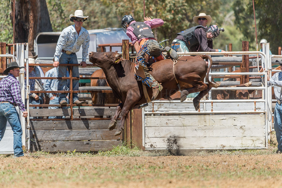 BODDINGTONRODEO2014-10-web