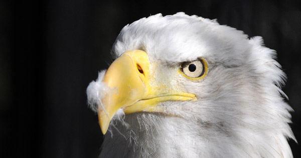 eagle eye