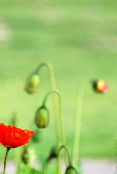 poppy