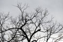 lost leaves...