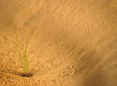 Lone plant