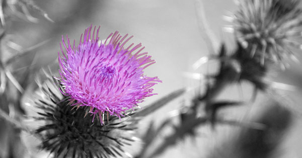 thistle