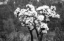 white tree