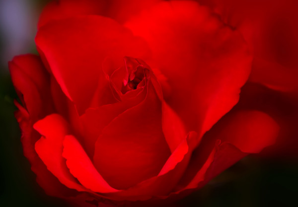 valentine rose