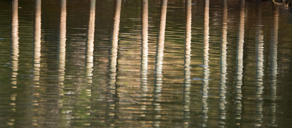 the poles