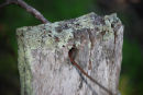 fencepost 1
