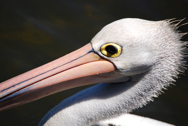 pelican