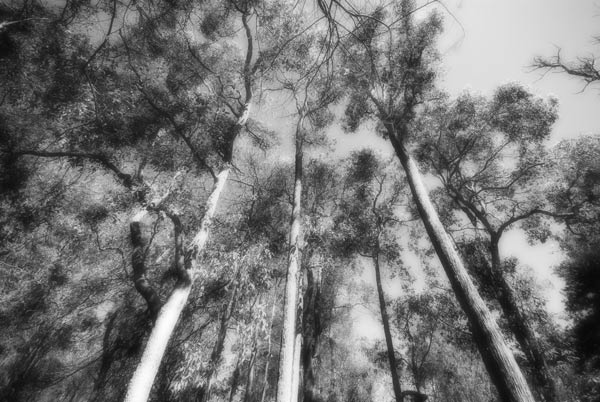 ghost trees