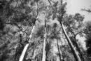 ghost trees