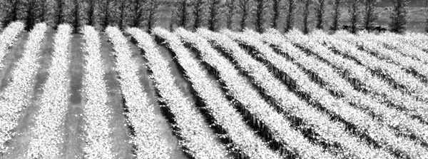 white wine