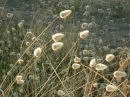 feathery