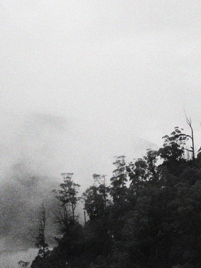 the forest